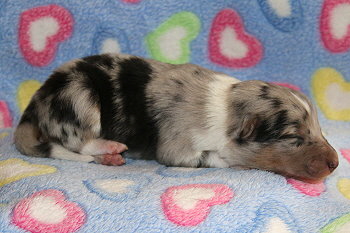 Veikko vom Affinger Bach, 4 Tage alt 