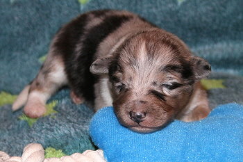 Veikko vom Affinger Bach, 2 Wochen alt 