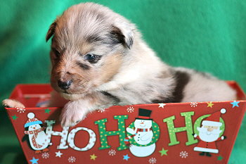 Veikko vom Affinger Bach, 3 Wochen alt 