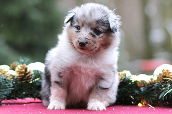 Veikko vom Affinger Bach, 4 Wochen alt 