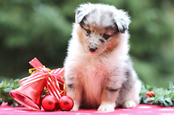 Veikko vom Affinger Bach, 5 Wochen alt 