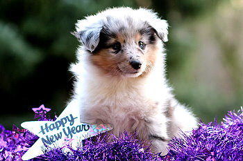 Veikko vom Affinger Bach, 6 Wochen alt 