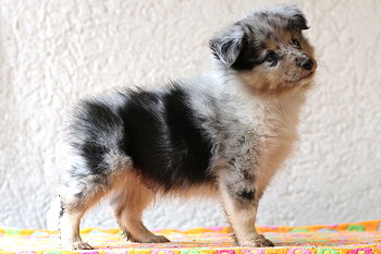 Veikko vom Affinger Bach, 7 Wochen alt 