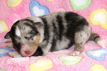 Violetta vom Affinger Bach, 4 Tage alt 