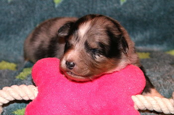 Violetta vom Affinger Bach, 2 Wochen alt 