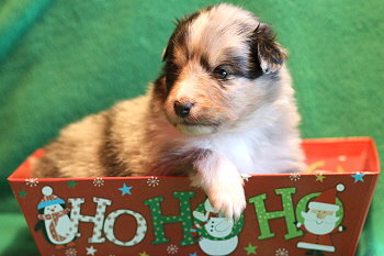 Violetta vom Affinger Bach, 3 Wochen alt 