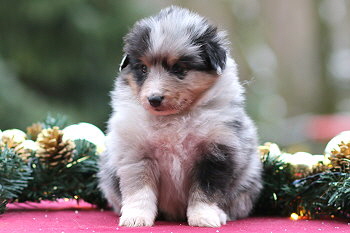 Violetta vom Affinger Bach, 4 Wochen alt 