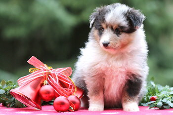 Violetta vom Affinger Bach, 5 Wochen alt 