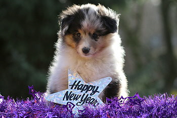 Violetta vom Affinger Bach, 6 Wochen alt 