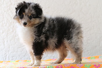 Violetta vom Affinger Bach, 7 Wochen alt 