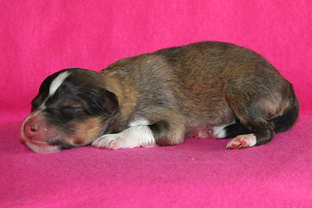 Ygritte vom Affinger Bach, 14 Stunden alt 