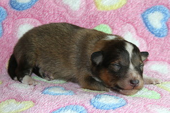 Ygritte vom Affinger Bach, 1 Woche alt 