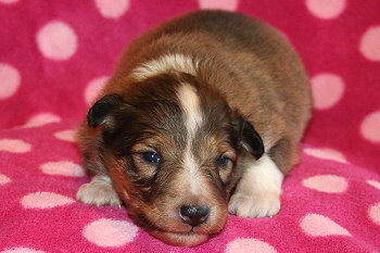 Ygritte vom Affinger Bach, 2 Wochen alt 