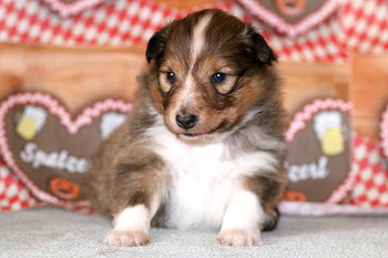 Ygritte vom Affinger Bach, 3 Wochen alt 