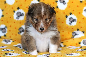 Ygritte vom Affinger Bach, 4 Wochen alt 