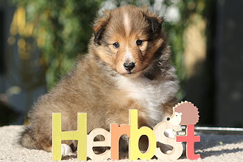 Ygritte vom Affinger Bach, 5 Wochen alt 