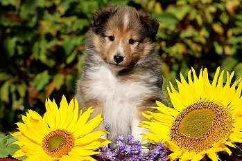 Ygritte vom Affinger Bach, 6 Wochen alt 