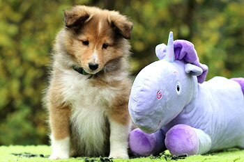 Ygritte vom Affinger Bach, 8 Wochen alt 