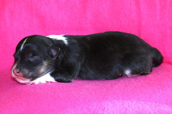 Yumiko vom Affinger Bach, 14 Stunden alt 