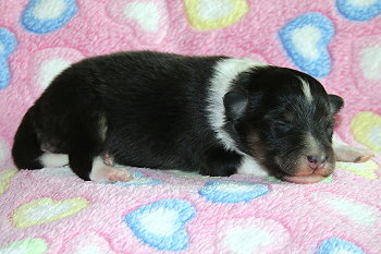 Yumiko vom Affinger Bach, 1 Woche alt 