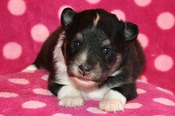 Yumiko vom Affinger Bach, 2 Wochen alt 