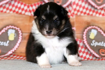 Yumiko vom Affinger Bach, 3 Wochen alt 