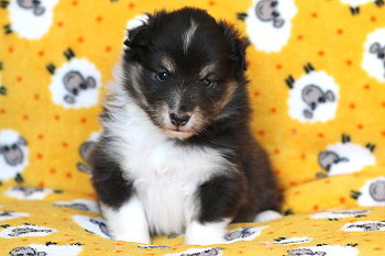 Yumiko vom Affinger Bach, 4 Wochen alt 