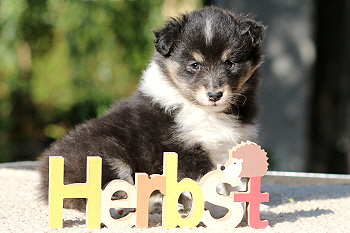 Yumiko vom Affinger Bach, 5 Wochen alt 