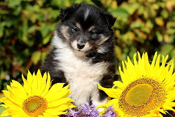 Yumiko vom Affinger Bach, 6 Wochen alt 