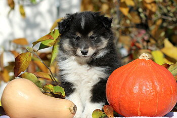 Yumiko vom Affinger Bach, 7 Wochen alt 