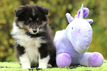 Yumiko vom Affinger Bach, 8 Wochen alt 