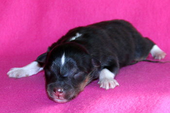 Yamila vom Affinger Bach, 14 Stunden alt 