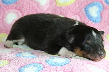 Yamila vom Affinger Bach, 1 Woche alt 