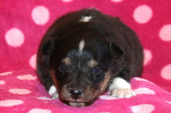 Yamila vom Affinger Bach, 2 Wochen alt 