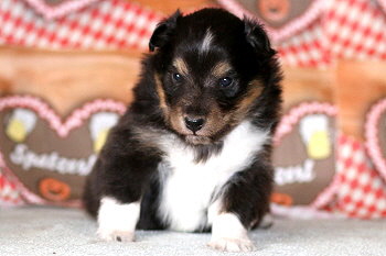 Yamila vom Affinger Bach, 3 Wochen alt 