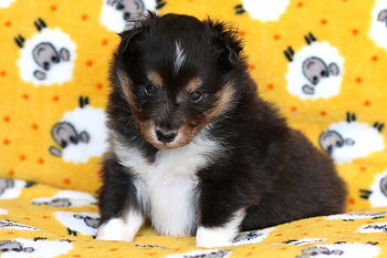 Yamila vom Affinger Bach, 4 Wochen alt 