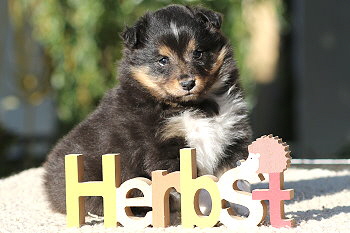 Yamila vom Affinger Bach, 5 Wochen alt 