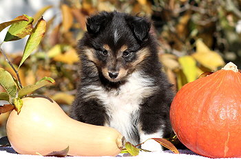 Yamila vom Affinger Bach, 7 Wochen alt 