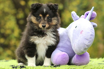 Yamila vom Affinger Bach, 8 Wochen alt 