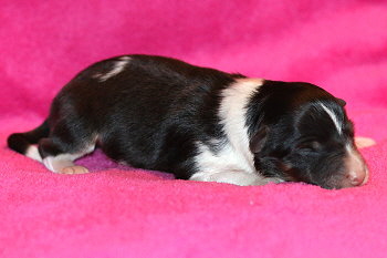 Zuckerpuppe vom Affinger Bach, 20 Stunden alt