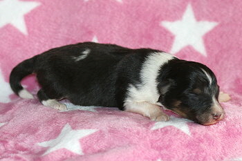 Zuckerpuppe vom Affinger Bach, 1 Woche alt 