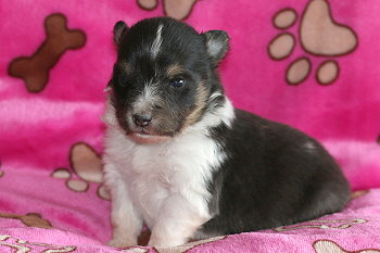 Zuckerpuppe vom Affinger Bach, 3 Wochen alt 