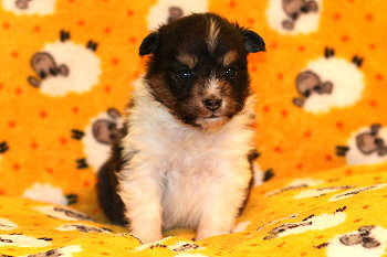 Zuckerpuppe vom Affinger Bach, 4 Wochen alt 