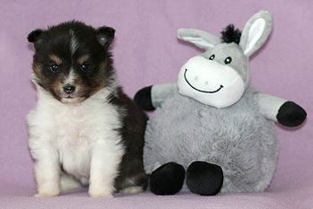 Zuckerpuppe vom Affinger Bach, 5 Wochen alt 