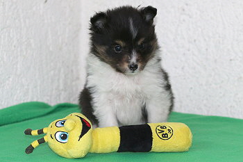 Zuckerpuppe vom Affinger Bach, 6 Wochen alt 