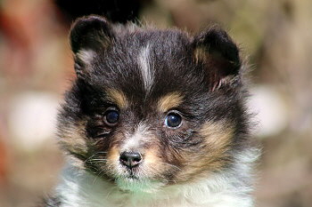 Zuckerpuppe vom Affinger Bach, 7 Wochen alt 