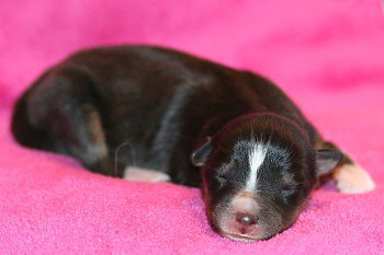 Zuckerwatte vom Affinger Bach, 20 Stunden alt