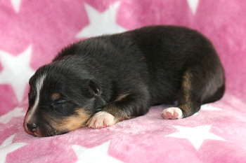 Zuckerwatte vom Affinger Bach, 1 Woche alt 