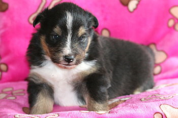 Zuckerwatte vom Affinger Bach, 3 Wochen alt 