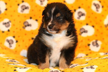 Zuckerwatte vom Affinger Bach, 4 Wochen alt 